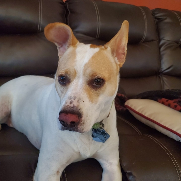 primrosebobbitt